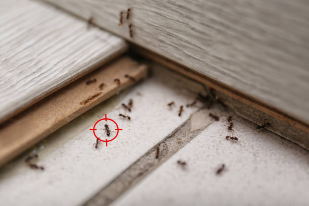Best Exterminator Services  in Stanley, ND